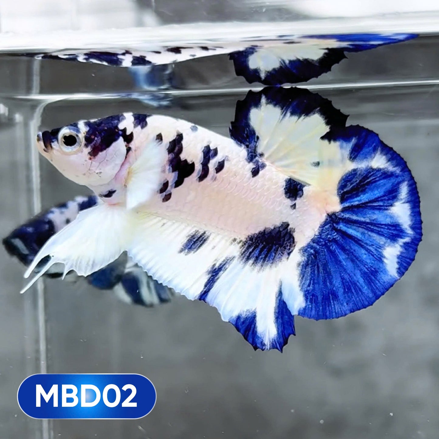 Blue Marble Dot Plakat Male Betta Fish | You Pick Fish