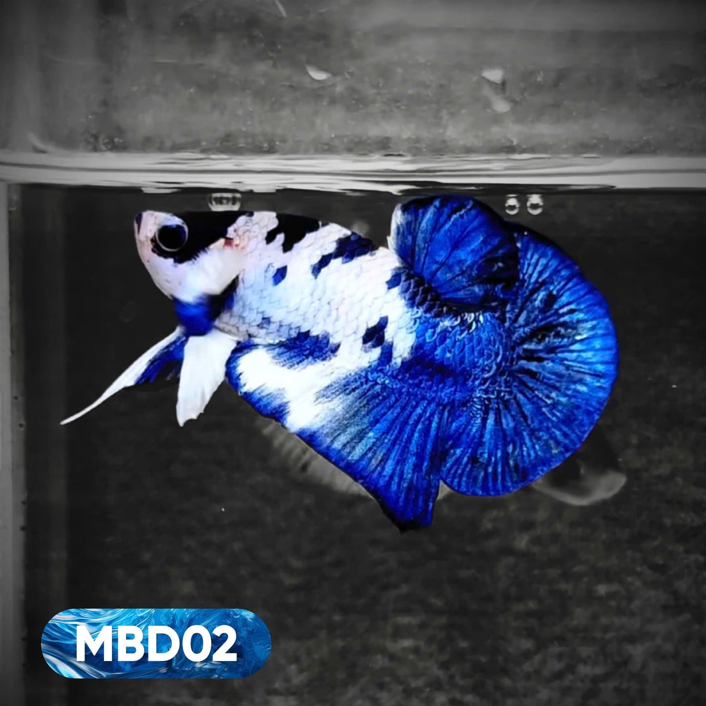 Blue Marble Dot Plakat Male Betta Fish | You Pick Fish