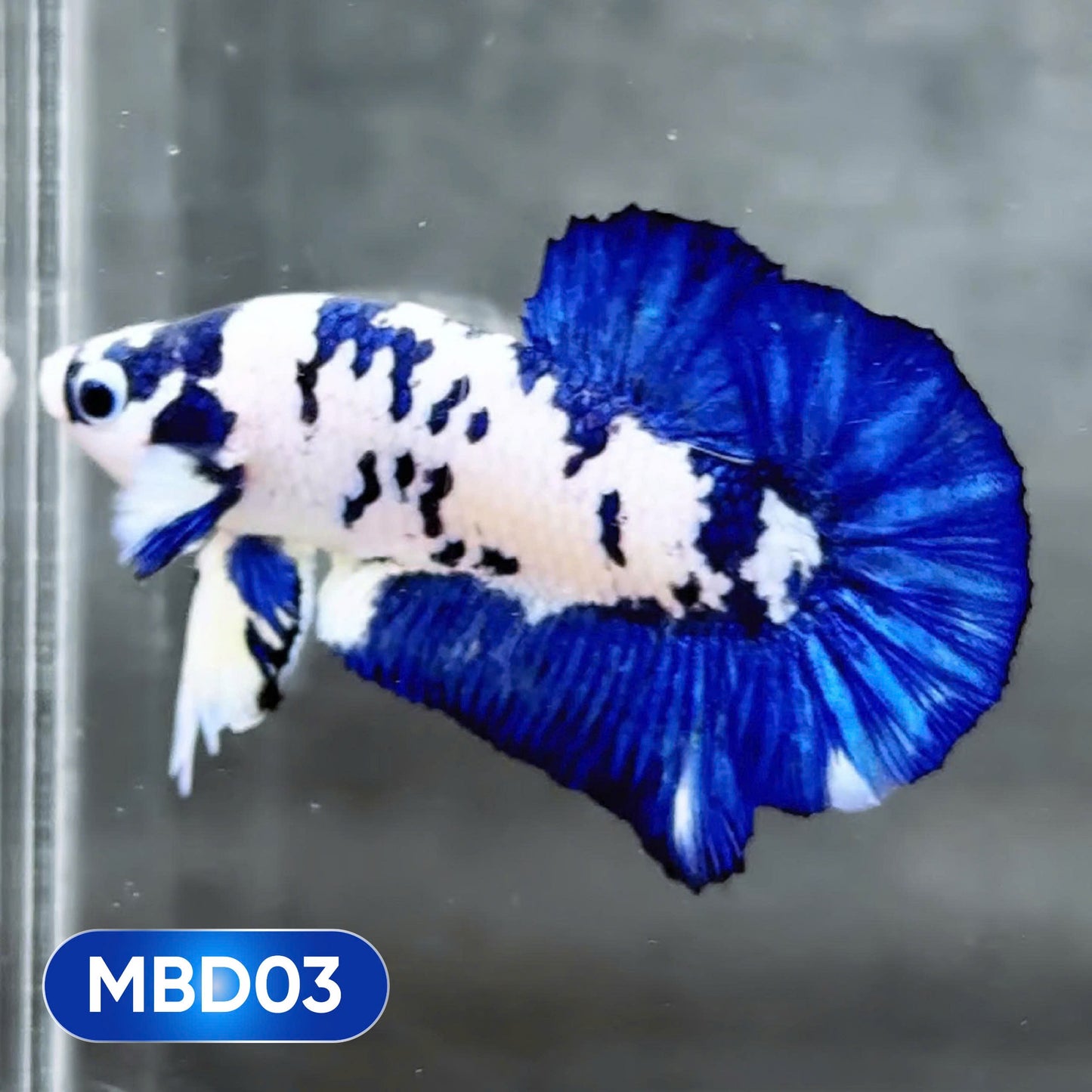 Blue Marble Dot Plakat Male Betta Fish | You Pick Fish