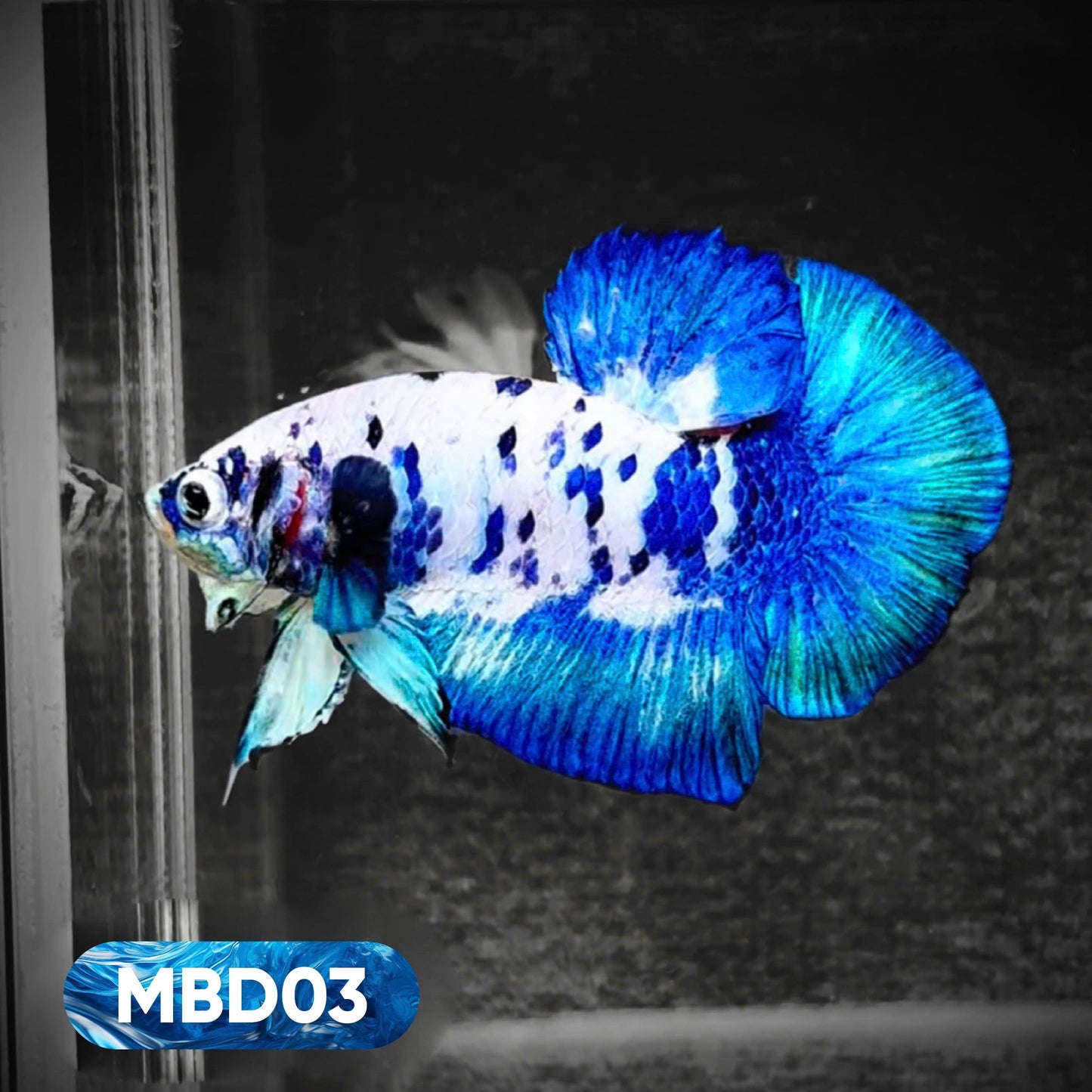 Blue Marble Dot Plakat Male Betta Fish | You Pick Fish