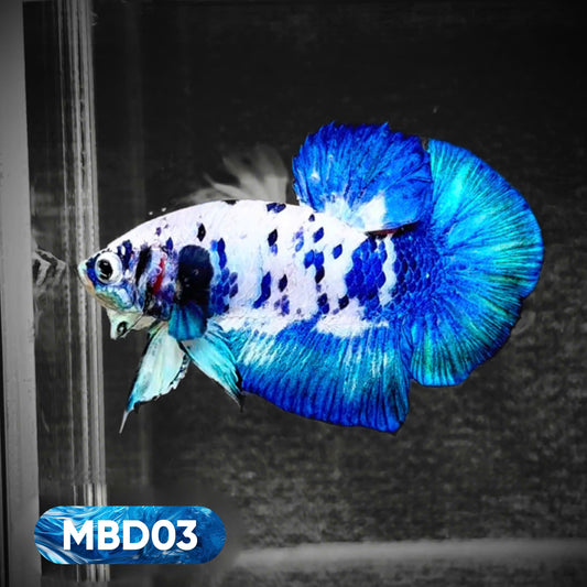 Blue Marble Dot Plakat Male Betta Fish | You Pick Fish