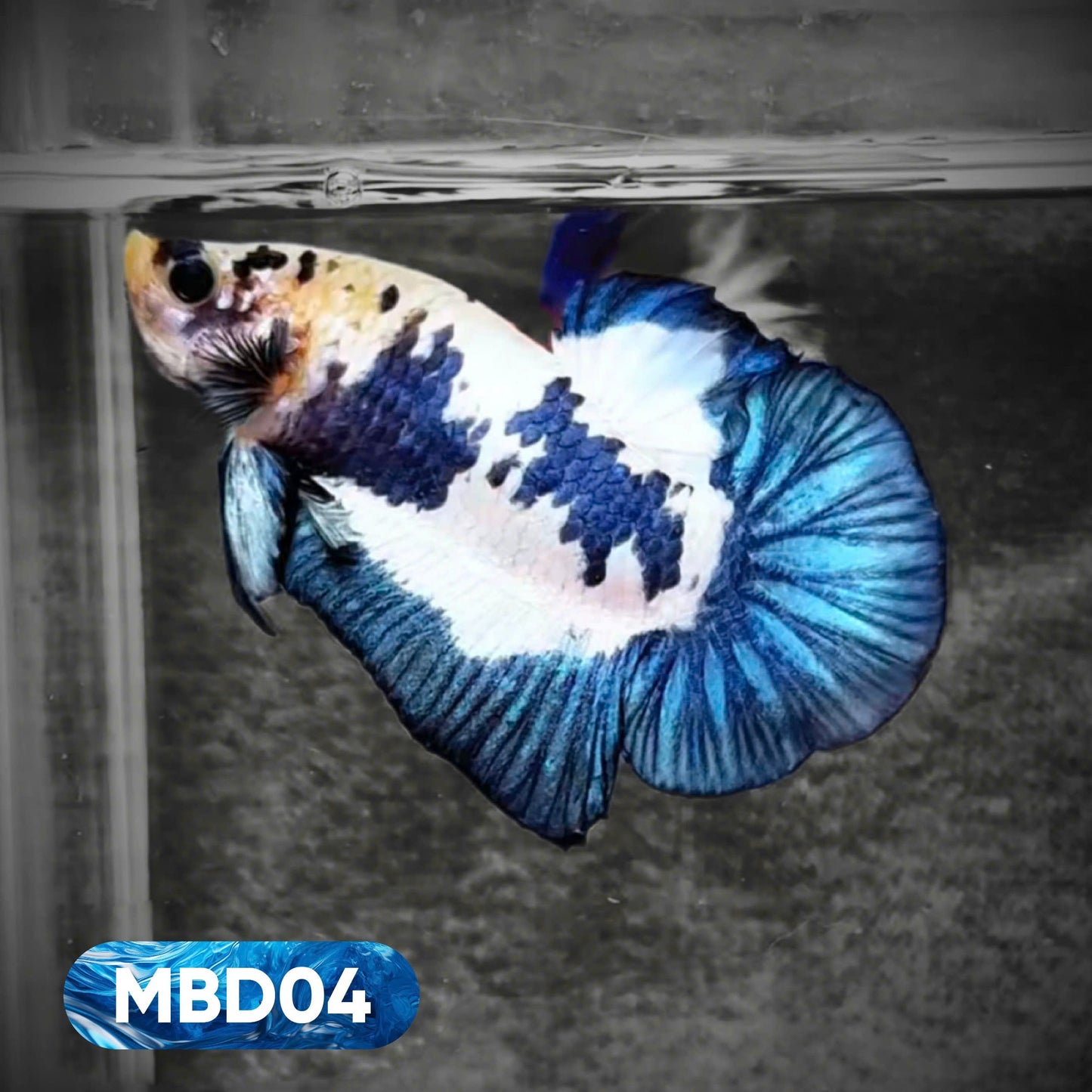 Blue Marble Dot Plakat Male Betta Fish | You Pick Fish