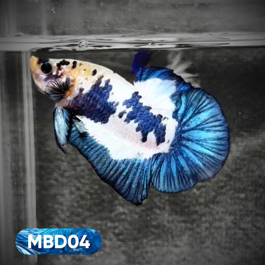 Blue Marble Dot Plakat Male Betta Fish | You Pick Fish