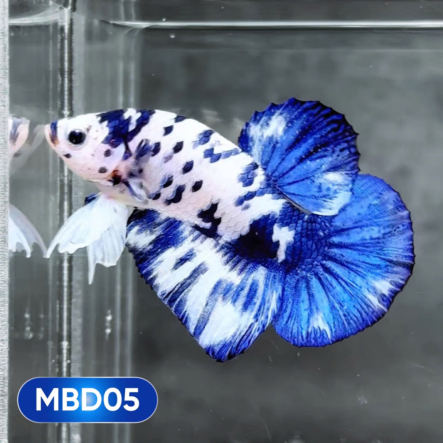 Blue Marble Dot Plakat Male Betta Fish | You Pick Fish