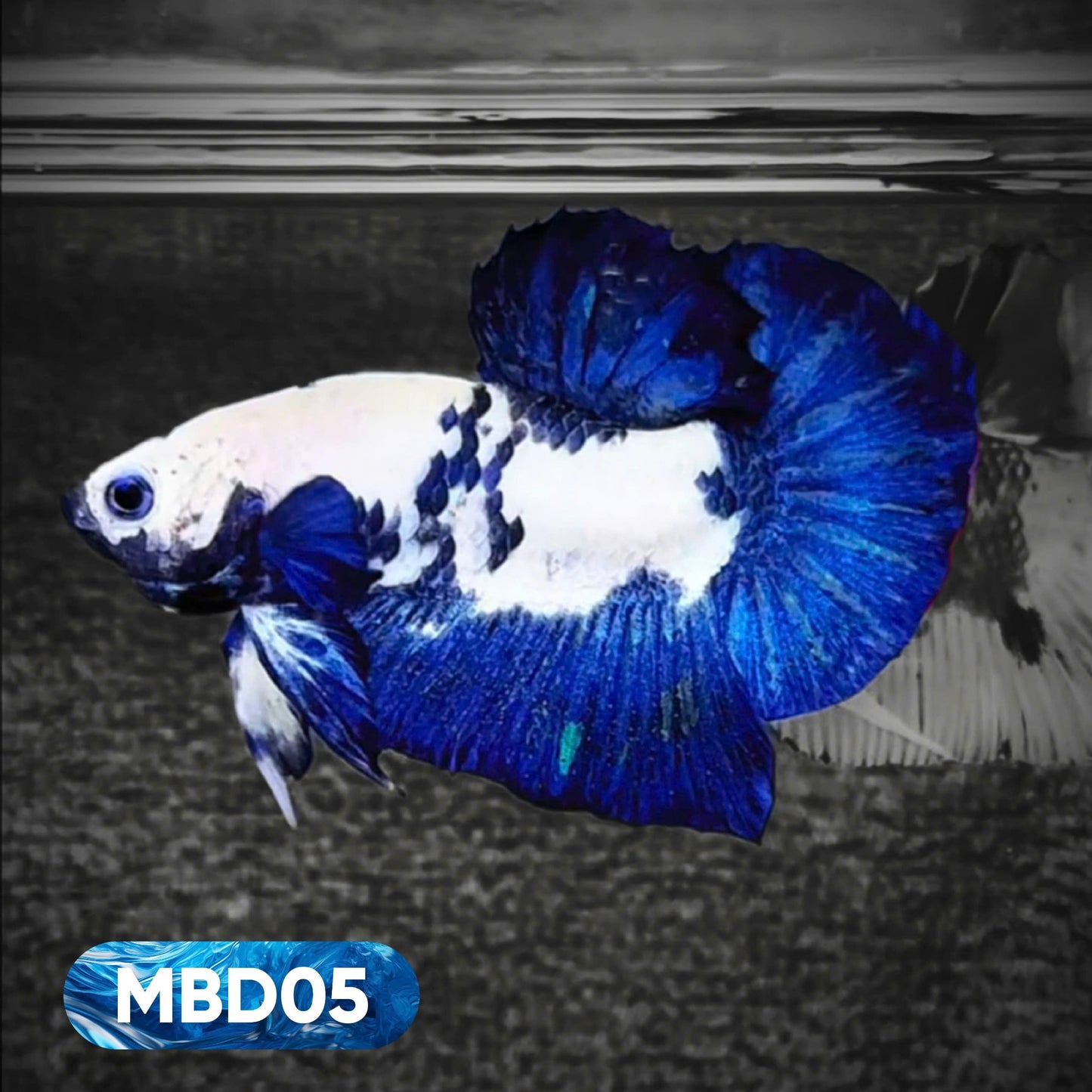 Blue Marble Dot Plakat Male Betta Fish | You Pick Fish