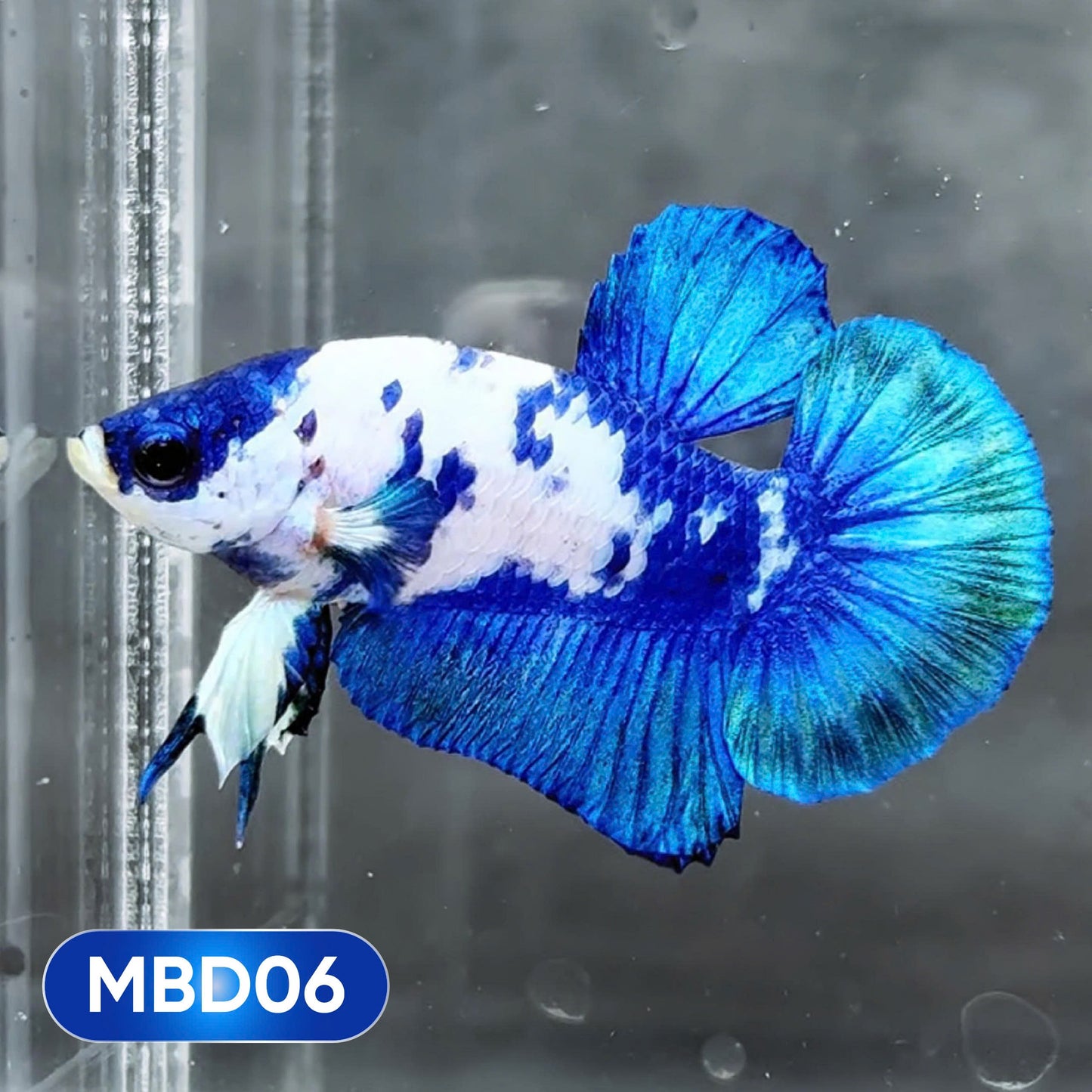 Blue Marble Dot Plakat Male Betta Fish | You Pick Fish