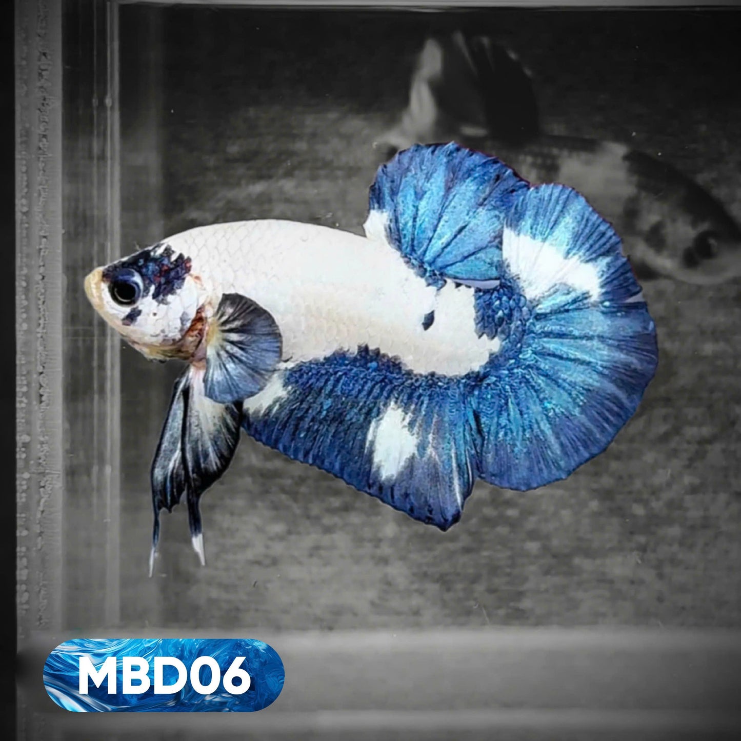 Blue Marble Dot Plakat Male Betta Fish | You Pick Fish