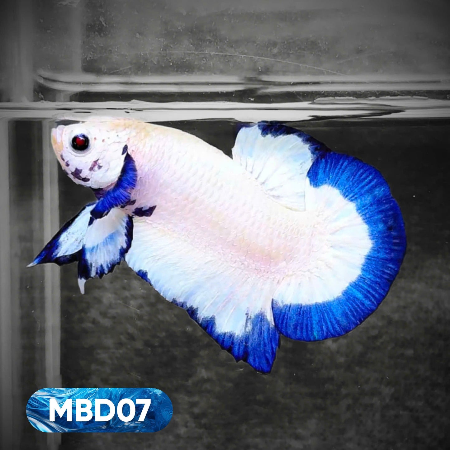 Blue Marble Dot Plakat Male Betta Fish | You Pick Fish