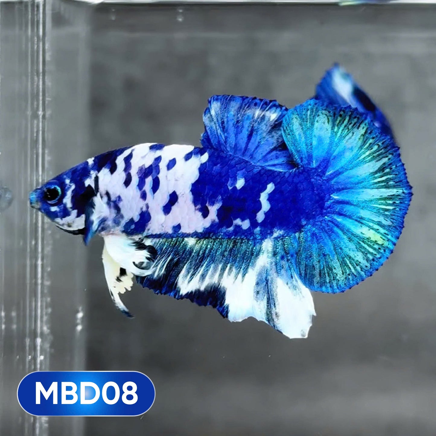 Blue Marble Dot Plakat Male Betta Fish | You Pick Fish