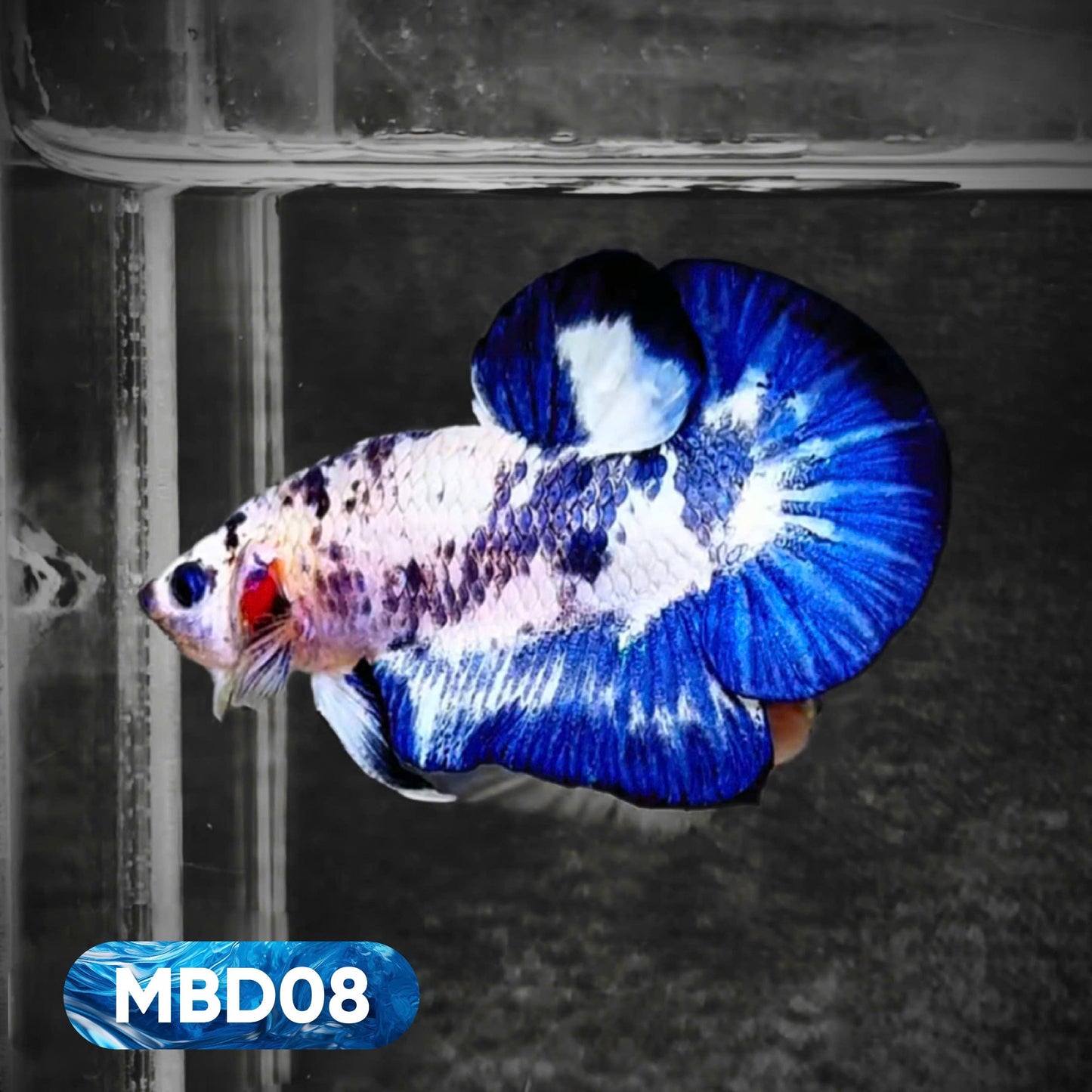 Blue Marble Dot Plakat Male Betta Fish | You Pick Fish