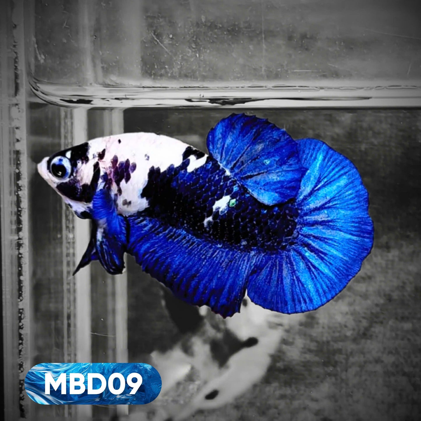 Blue Marble Dot Plakat Male Betta Fish | You Pick Fish