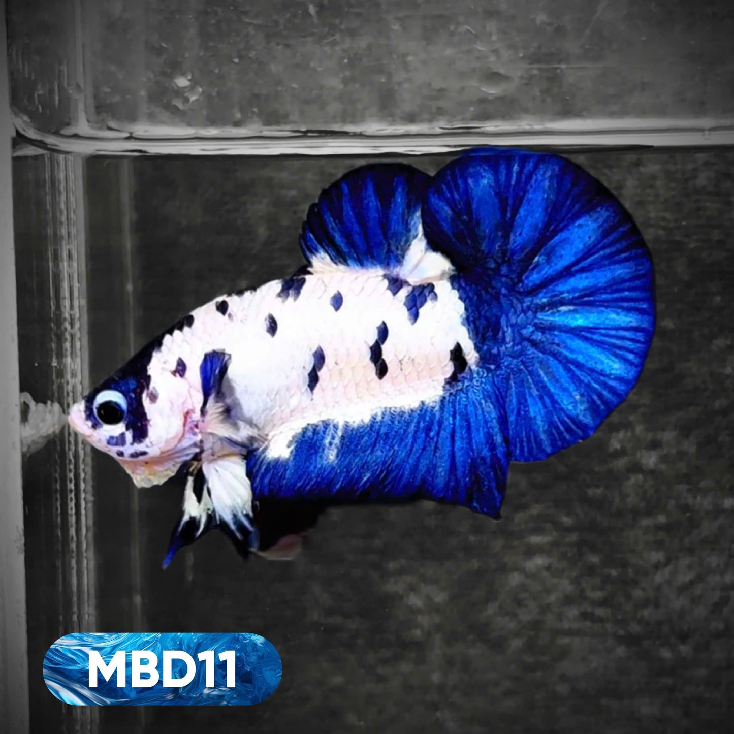 Blue Marble Dot Plakat Male Betta Fish | You Pick Fish