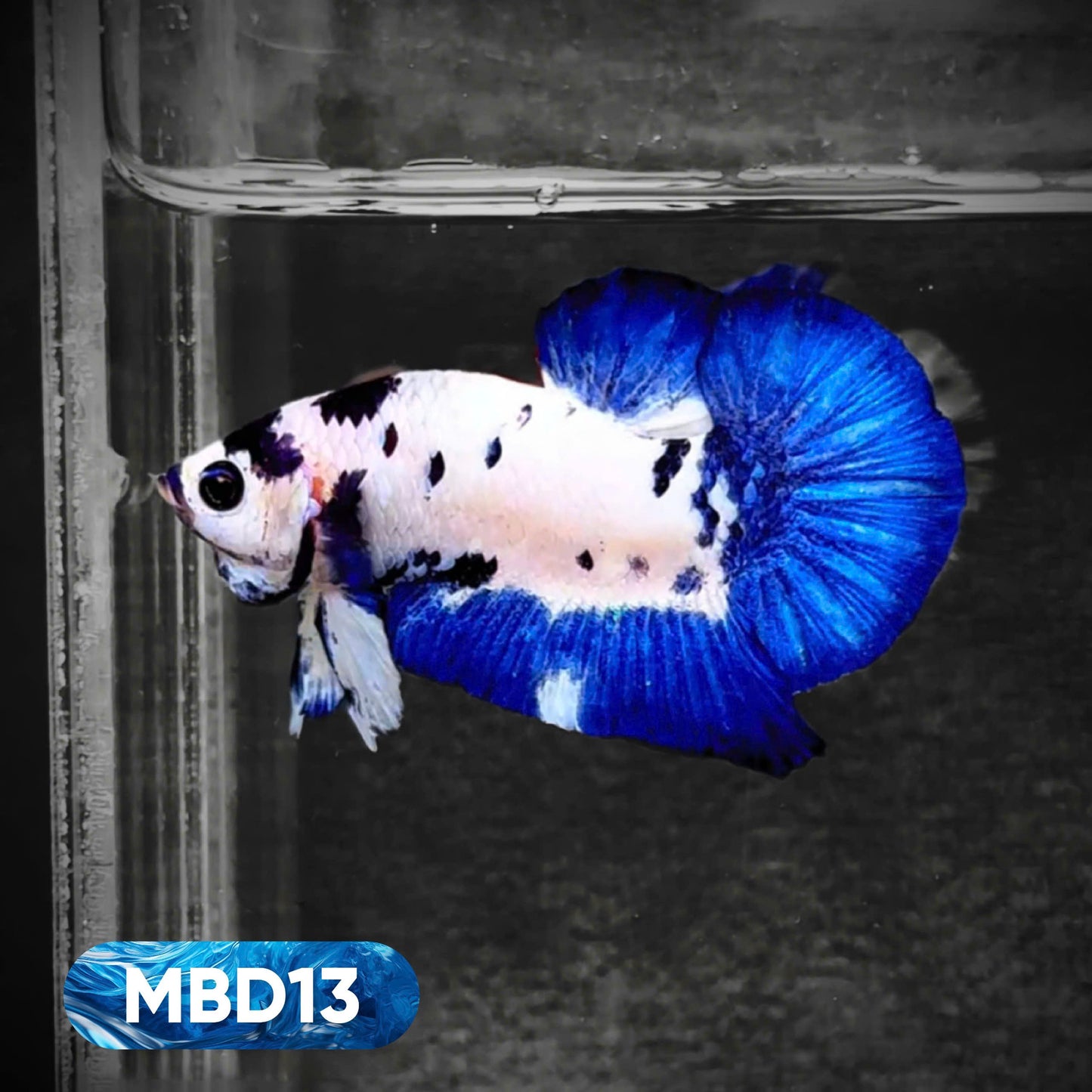 Blue Marble Dot Plakat Male Betta Fish | You Pick Fish