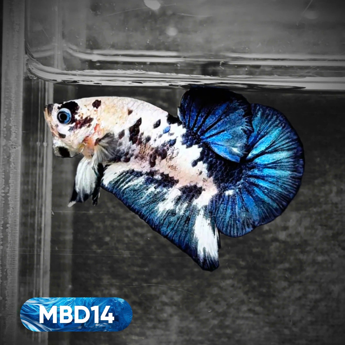 Blue Marble Dot Plakat Male Betta Fish | You Pick Fish