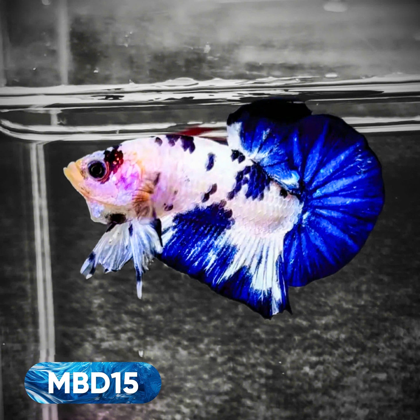 Blue Marble Dot Plakat Male Betta Fish | You Pick Fish