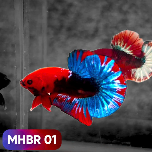 Hellboy Plakat Male Betta Fish | Order Directly From Farm | You Pick Fish