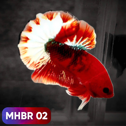 Hellboy Plakat Male Betta Fish | Order Directly From Farm | You Pick Fish