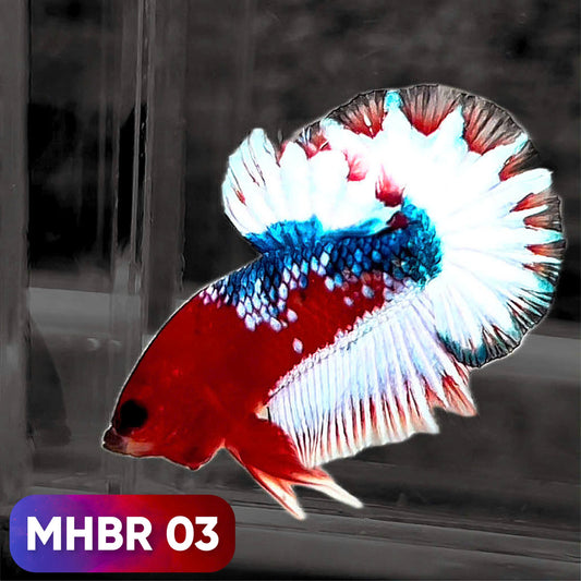 Hellboy Plakat Male Betta Fish | Order Directly From Farm | You Pick Fish