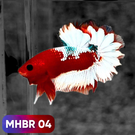 Hellboy Plakat Male Betta Fish | Order Directly From Farm | You Pick Fish