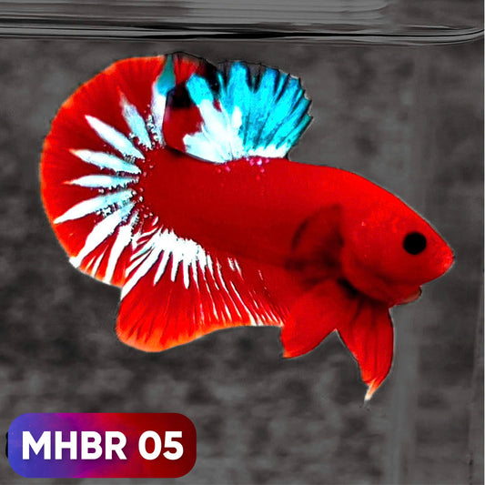 Hellboy Plakat Male Betta Fish | Order Directly From Farm | You Pick Fish