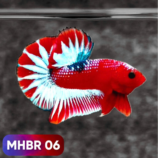 Hellboy Plakat Male Betta Fish | Order Directly From Farm | You Pick Fish