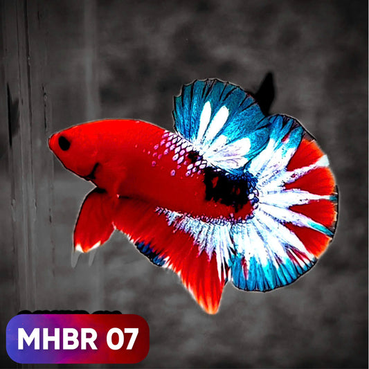 Hellboy Plakat Male Betta Fish | Order Directly From Farm | You Pick Fish