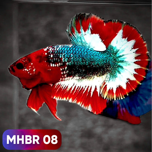Hellboy Plakat Male Betta Fish | Order Directly From Farm | You Pick Fish