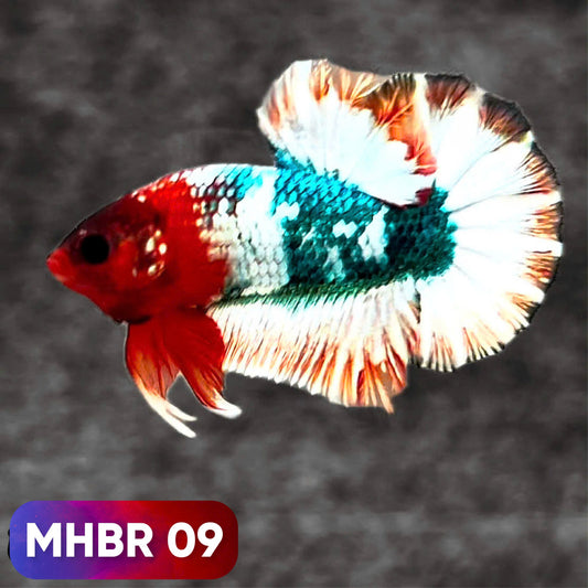 Hellboy Plakat Male Betta Fish | Order Directly From Farm | You Pick Fish
