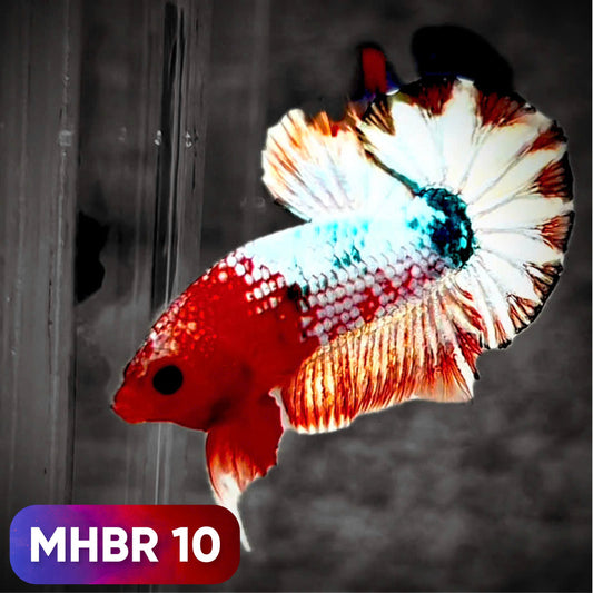 Hellboy Plakat Male Betta Fish | Order Directly From Farm | You Pick Fish