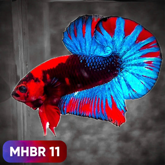 Hellboy Plakat Male Betta Fish | Order Directly From Farm | You Pick Fish