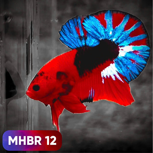 Hellboy Plakat Male Betta Fish | Order Directly From Farm | You Pick Fish