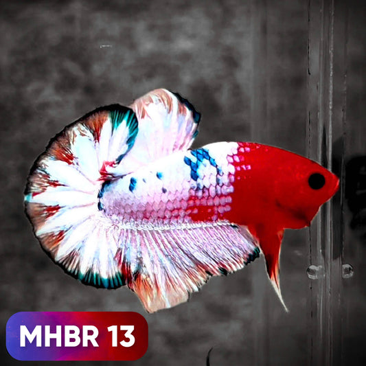 Hellboy Plakat Male Betta Fish | Order Directly From Farm | You Pick Fish