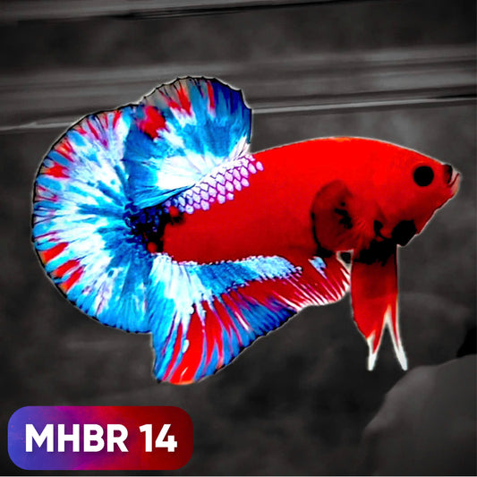 Hellboy Plakat Male Betta Fish | Order Directly From Farm | You Pick Fish