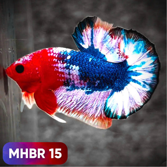 Hellboy Plakat Male Betta Fish | Order Directly From Farm | You Pick Fish