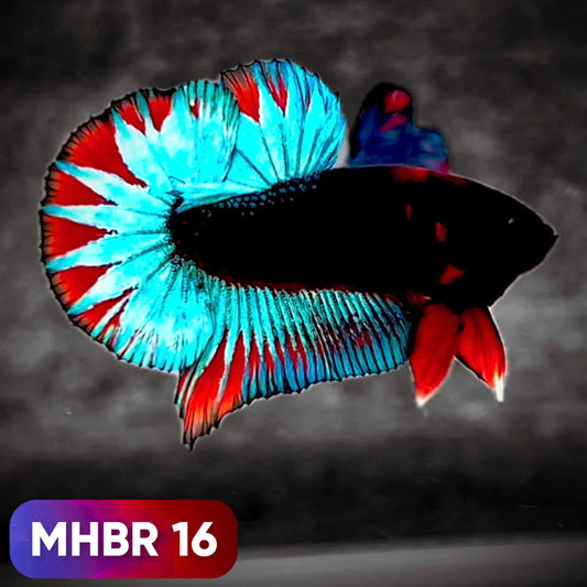 Hellboy Plakat Male Betta Fish | Order Directly From Farm | You Pick Fish