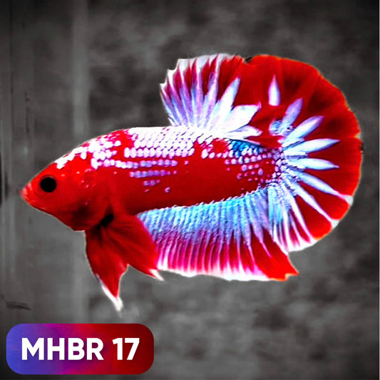 Hellboy Plakat Male Betta Fish | Order Directly From Farm | You Pick Fish
