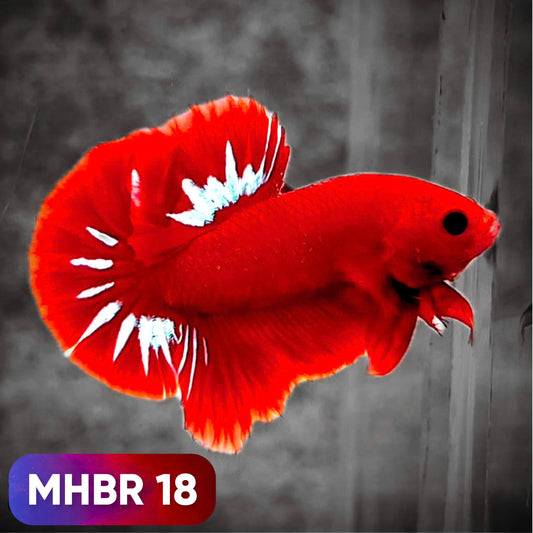 Hellboy Plakat Male Betta Fish | Order Directly From Farm | You Pick Fish