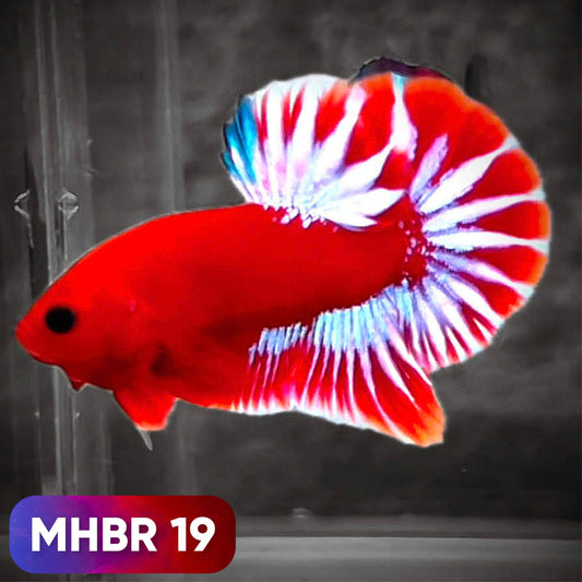 Hellboy Plakat Male Betta Fish | Order Directly From Farm | You Pick Fish
