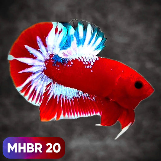Hellboy Plakat Male Betta Fish | Order Directly From Farm | You Pick Fish