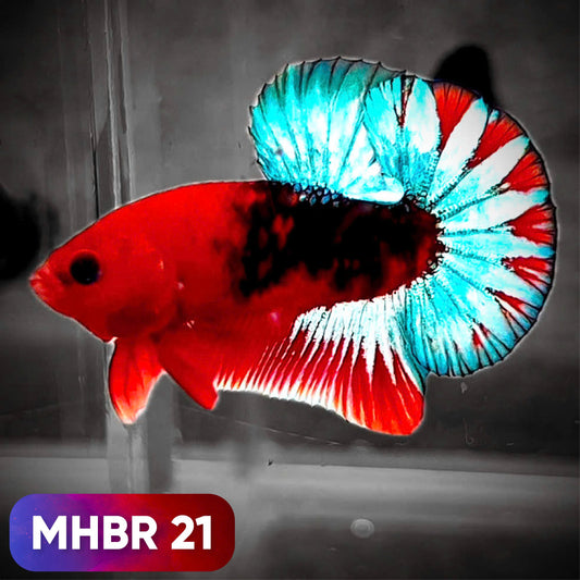 Hellboy Plakat Male Betta Fish | Order Directly From Farm | You Pick Fish