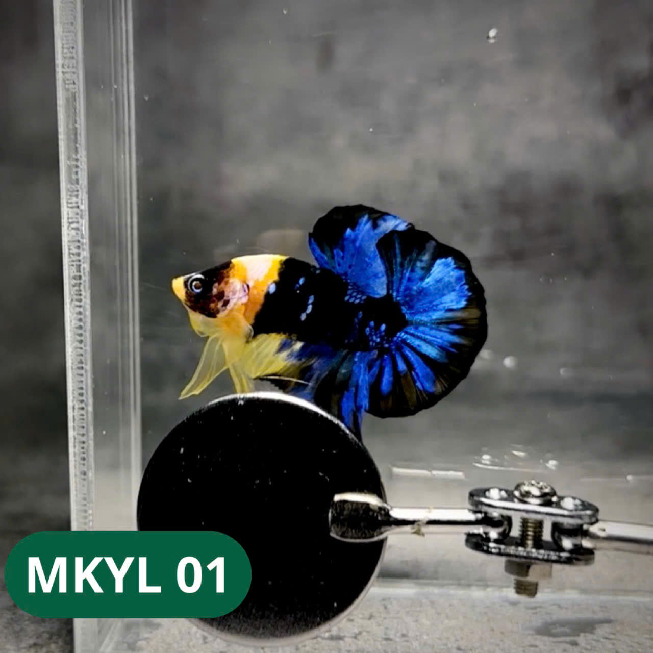 Koi Yellow Plakat Male Betta Fish | Show Grade | You Pick Fish