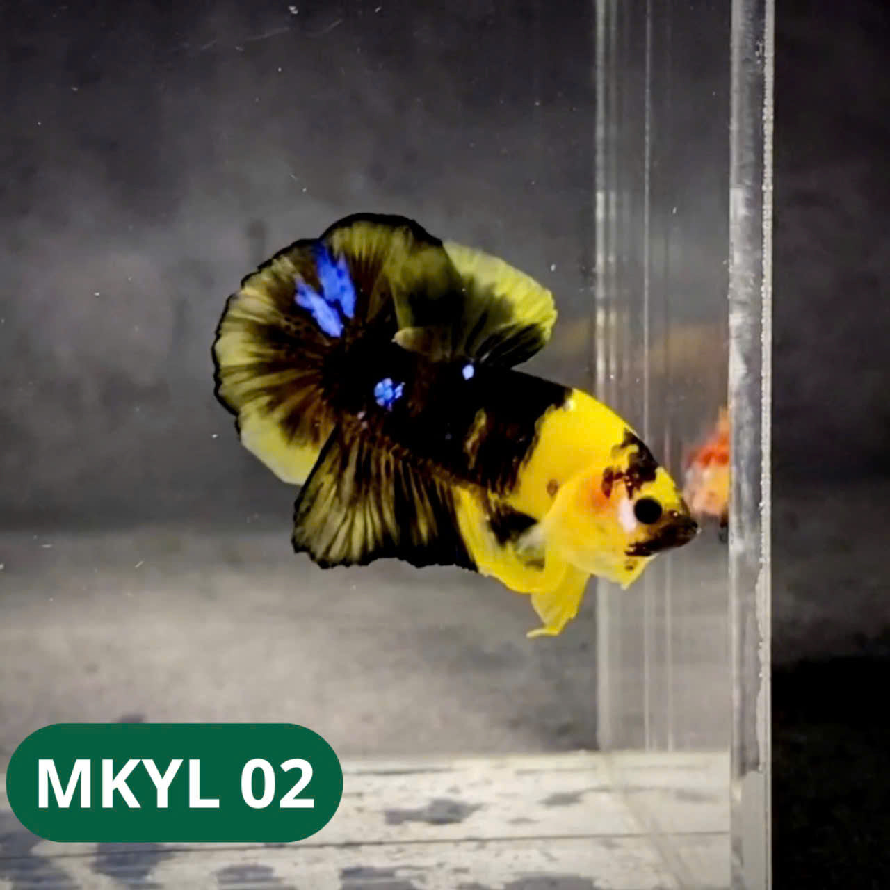Koi Yellow Plakat Male Betta Fish | Show Grade | You Pick Fish