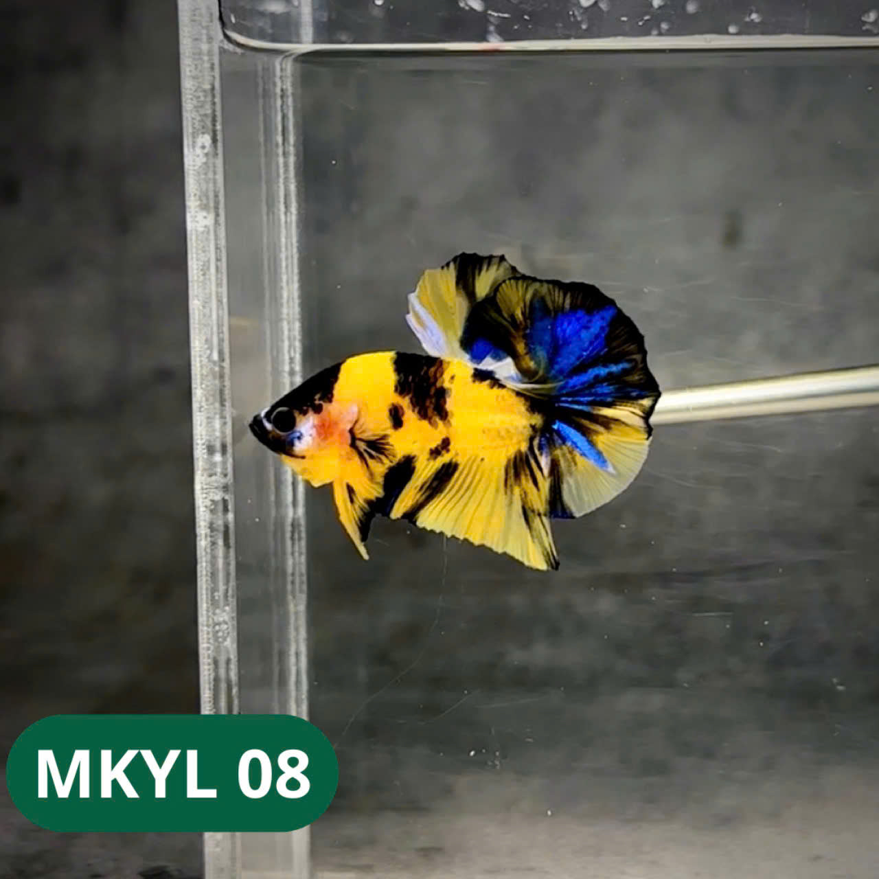 Koi Yellow Plakat Male Betta Fish | Show Grade | You Pick Fish