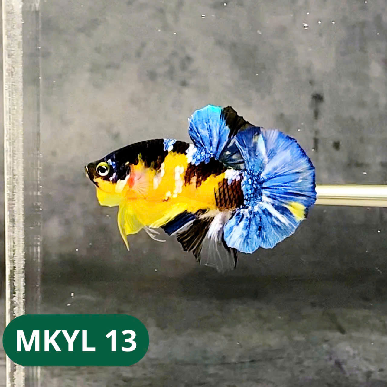 Koi Yellow Plakat Male Betta Fish | Show Grade | You Pick Fish