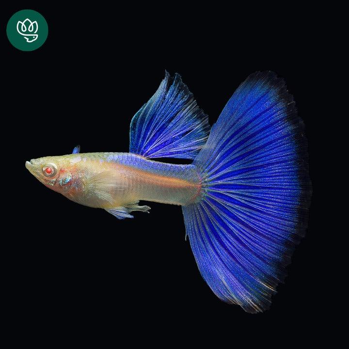 Blue Topaz Big Dorsal Guppy Fish