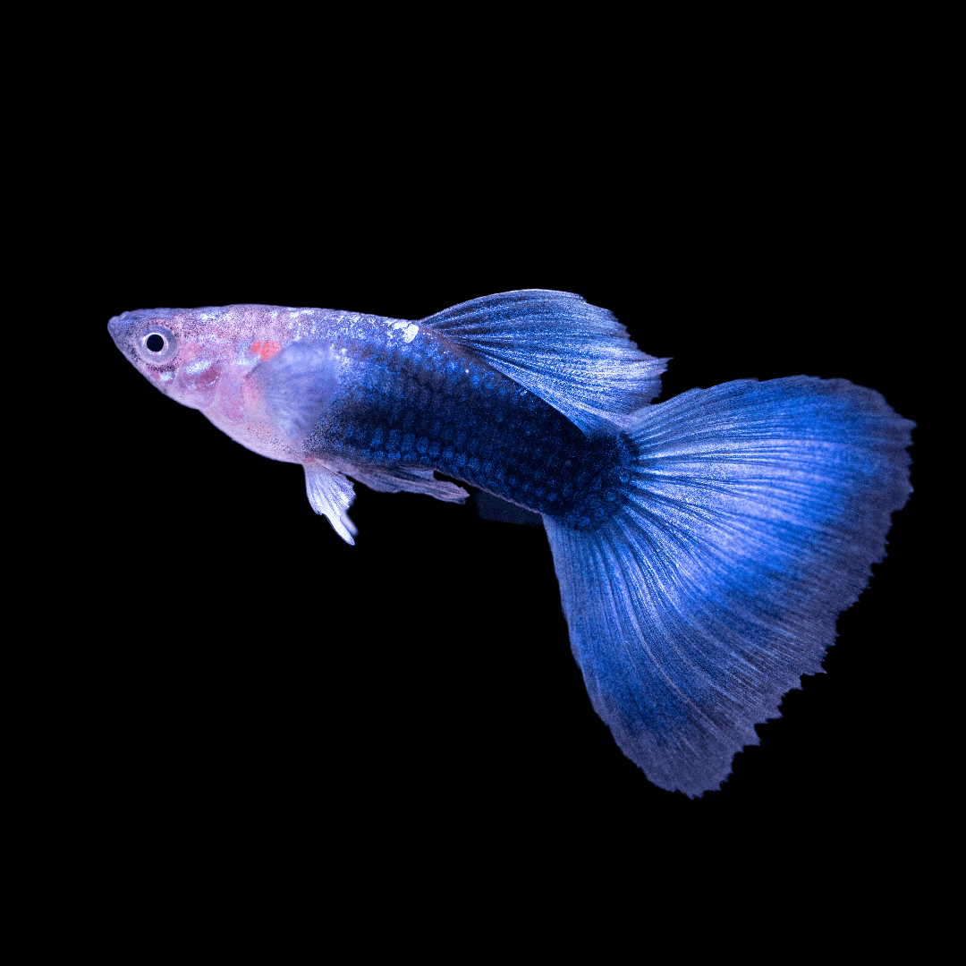 Tropicflow | Half Black Blue Guppy for Sale