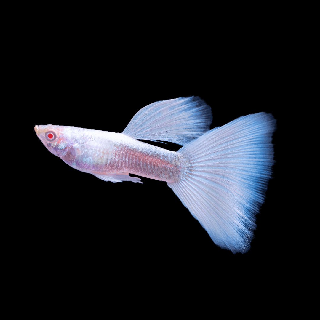 Full White Platinum Guppy