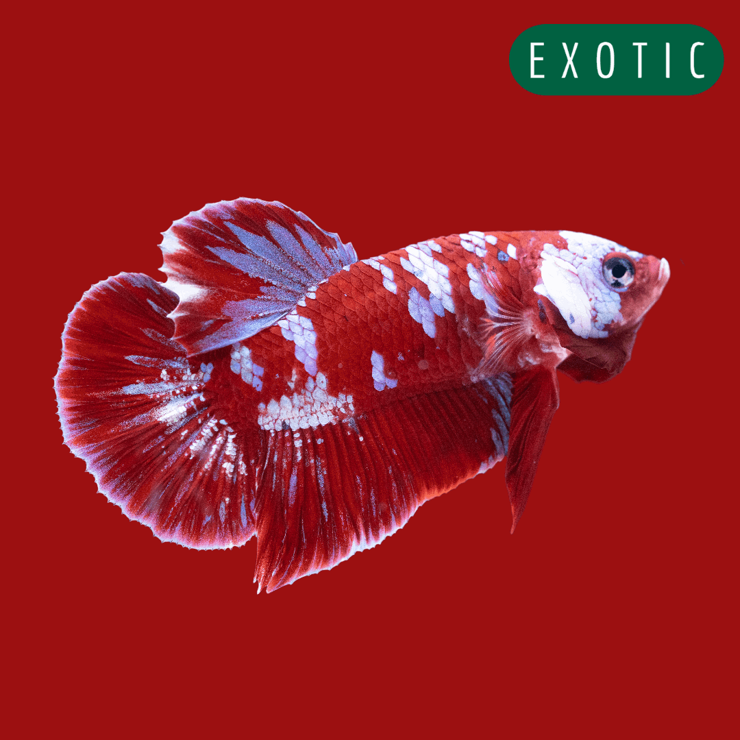Exotic bettas online for sale