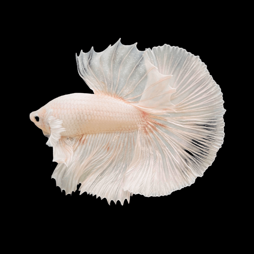 Tropicflow | Super White Dumbo Ear Halfmoon Male Betta For Sale