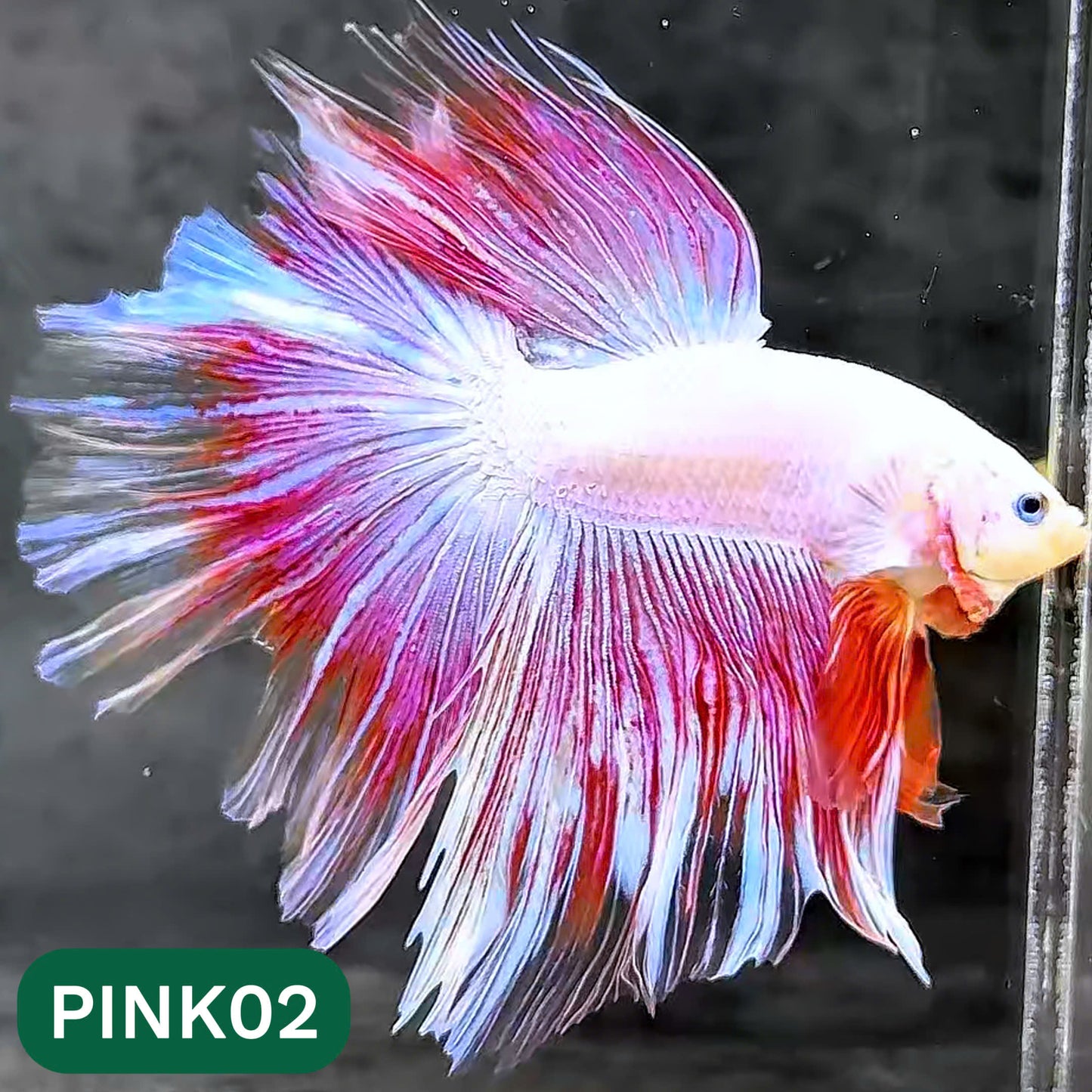 Pink Halfmoon Male Betta Fish | You Pick Fish | Order Directly From Farm